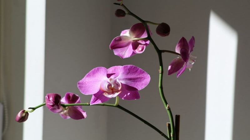 How to Choose the Most Appropriate Flowers for Your Home