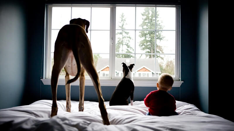 Pet Insurance Tips for Parents with Young Children